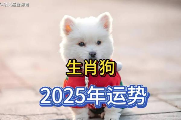 狗属相命运解析