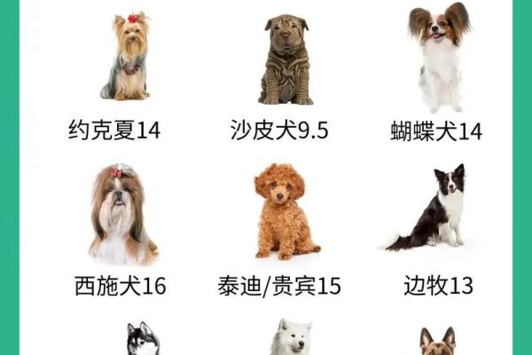 狗在五行中属于什么命解析