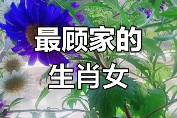 属龙女如何应对本命年中的事业低谷