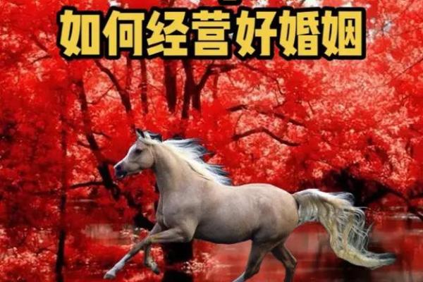 马兔相配婚姻：彼此相互促进的独特魅力