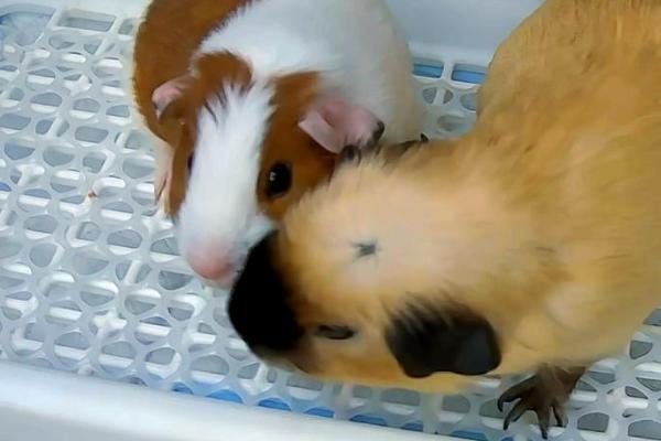 猪和鸡能和谐共处吗 如何理解它们的关系