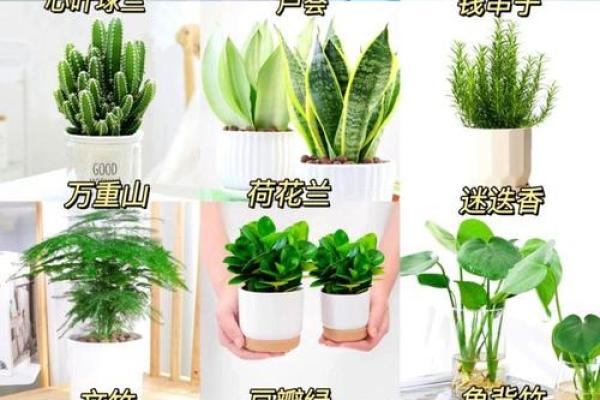 提升办公室风水的必备绿植选择与布局技巧