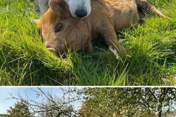 狗马组合能带来什么意想不到的效果
