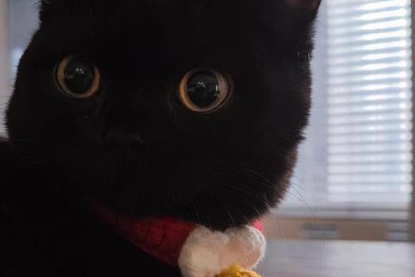 如何通过招财黑猫提升家中运势