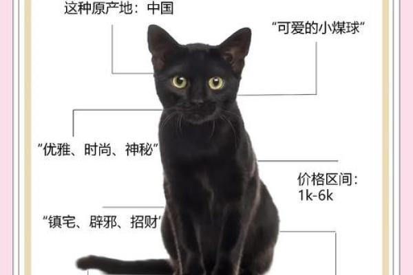 如何通过招财黑猫提升家中运势