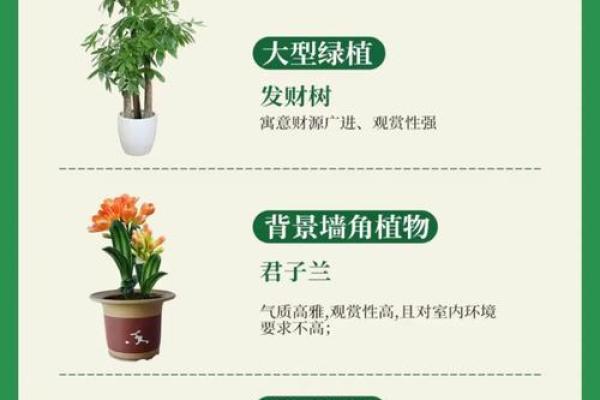 选择办公室植物时必知的风水法则