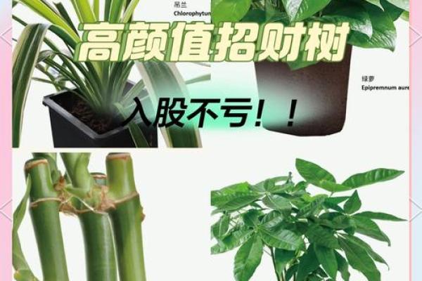 选择办公室植物时必知的风水法则