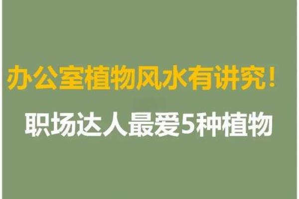 改善职场气场的办公室植物风水技巧