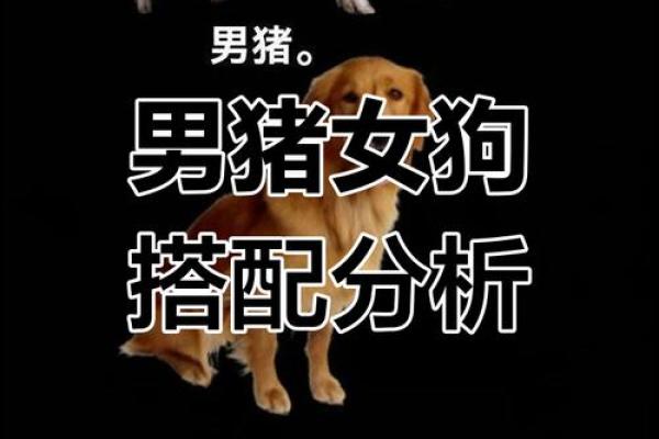 男鸡女狗是否是理想配对分析