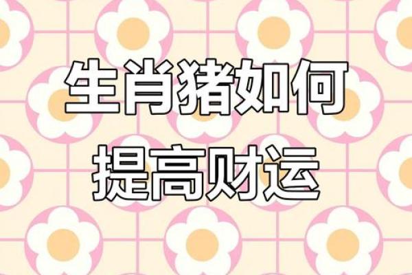 属猪人本命年理财建议