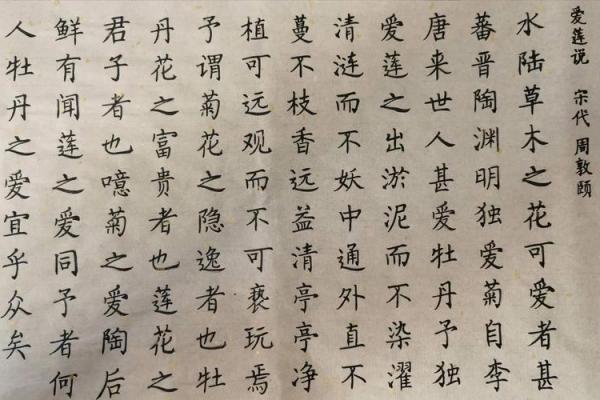 探寻莲名字中的优雅与力量