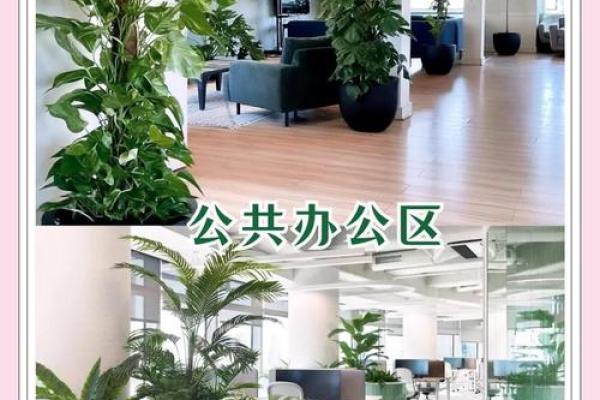 办公室绿箩的风水布局与办公室环境的关系