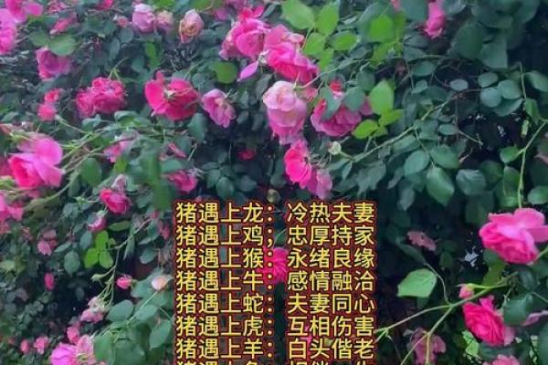 生肖男鼠与女猪配对，是否是理想的伴侣选择