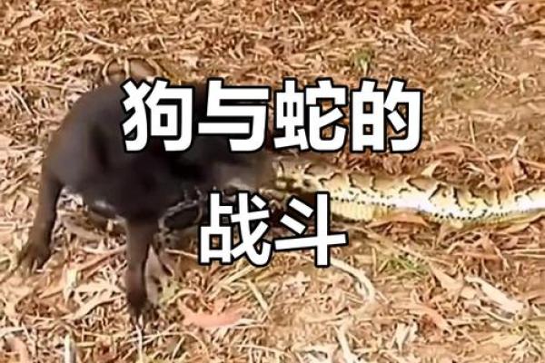 蛇与狗的配对关系及其潜在挑战