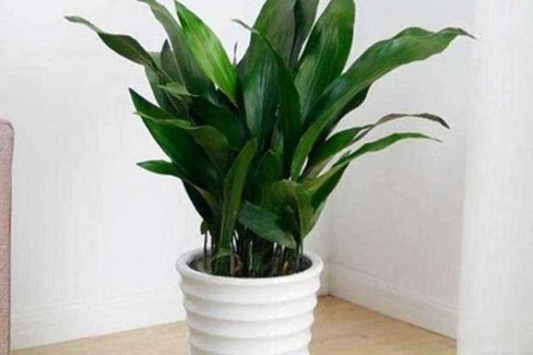 鲜花助力办公室风水，打造更好工作环境