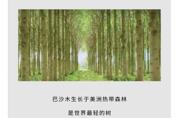 棽树五行属性揭秘：它到底属于哪一类？