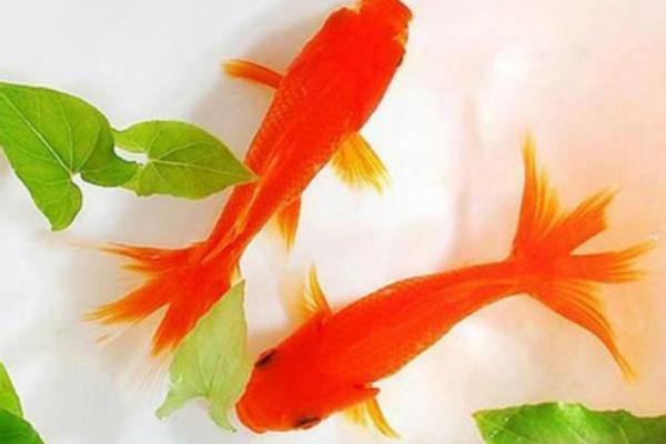 办公室养金鱼的最佳位置与风水效果