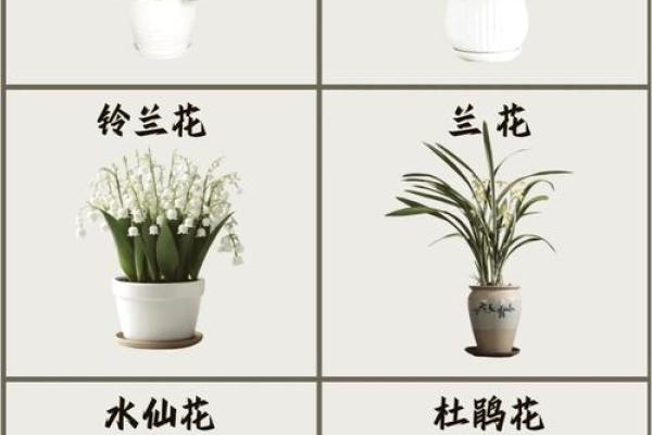 风水招财花草助你财运亨通的植物选择指南