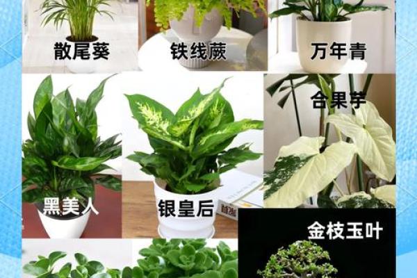 办公室绿植摆放风水指南让你工作更顺利