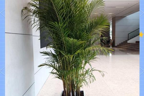 办公室绿植摆放风水指南让你工作更顺利