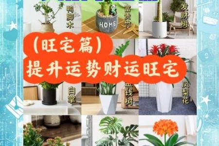 风水招财花草助你财运亨通的植物选择指南