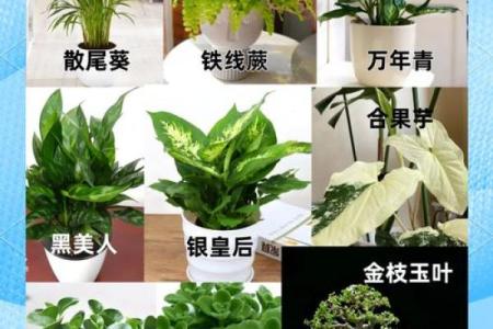 办公室绿植摆放风水指南让你工作更顺利