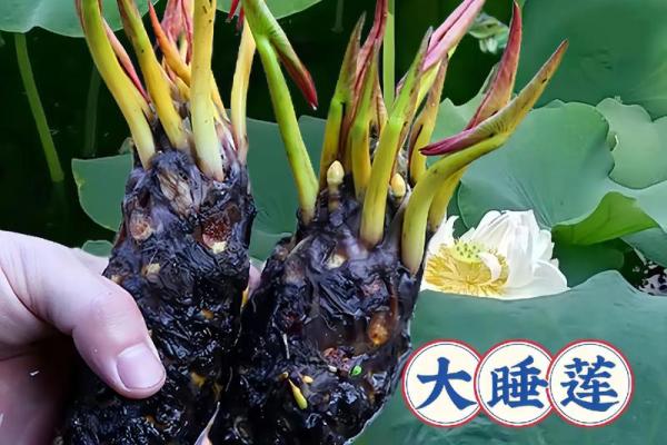 办公室内摆放睡莲的风水禁忌与正确方法