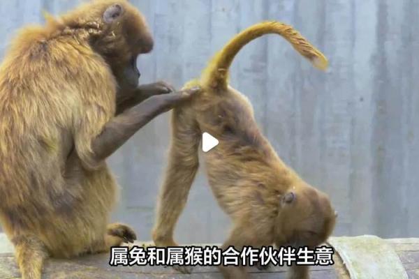 属兔男和属猴女的配对分析：优缺点全面解读