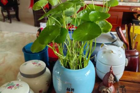 办公室风水与养花的完美结合提升工作运势